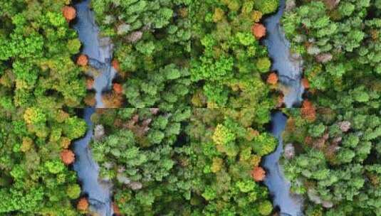 航拍秋季鸟瞰中令人惊叹的河流和森林高清在线视频素材下载