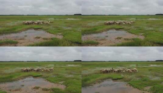 航拍草原羊群高清在线视频素材下载