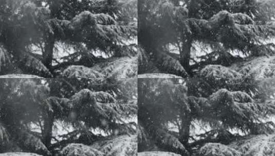 雪花落在松树上高清在线视频素材下载
