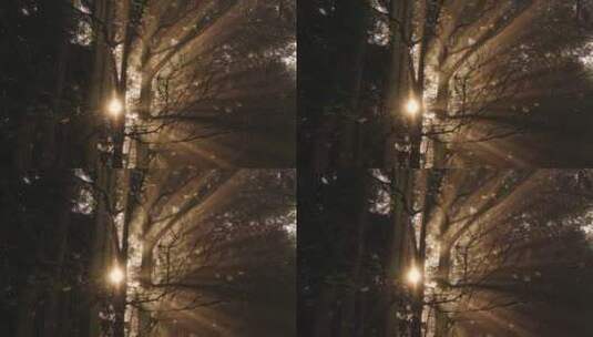 森林里透过树木的光线高清在线视频素材下载