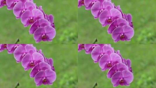 紫粉色的蝴蝶兰高清在线视频素材下载