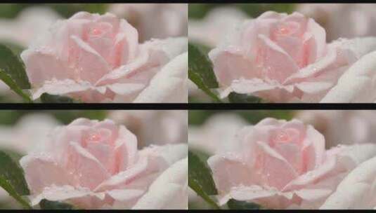玫瑰上的雨滴高清在线视频素材下载