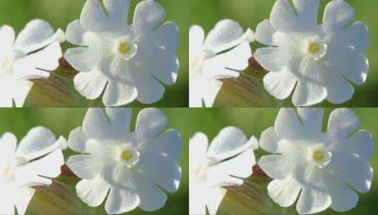随风摇曳的白色花朵高清在线视频素材下载