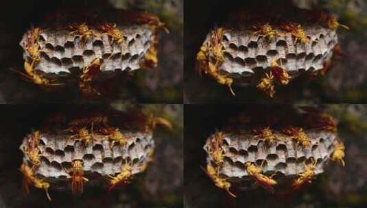 大黄蜂蜂巢高清在线视频素材下载
