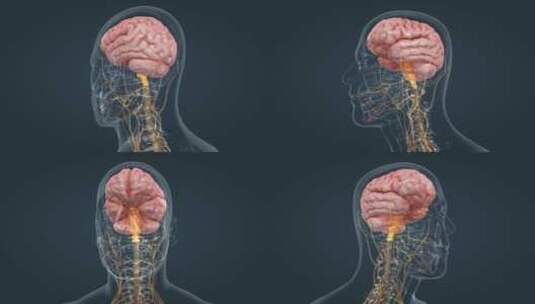 医学人体器官大小脑神经系统脑室三维动画高清在线视频素材下载