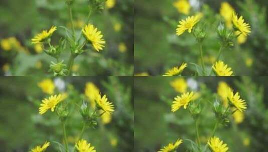 黄色路边野花花朵绿化高清在线视频素材下载