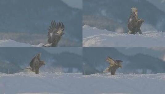 老鹰在雪山上空飞行高清在线视频素材下载