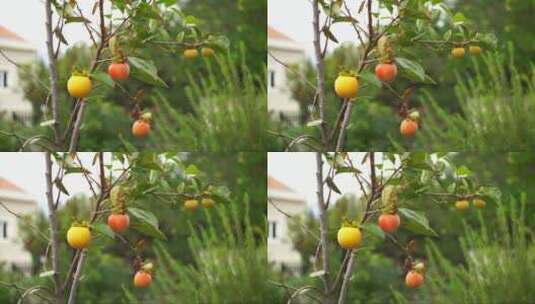 黄色和橙色的熟柿子在树枝上。高清在线视频素材下载