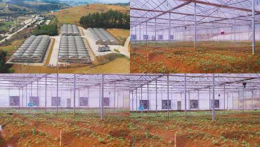 大棚培育种植中药材太子参幼苗洒水场景高清在线视频素材下载