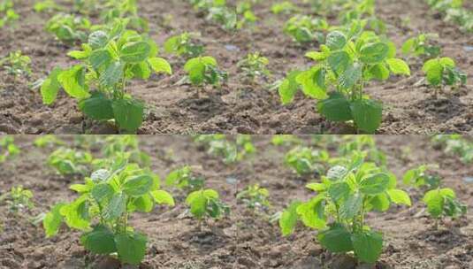 田野中茁壮成长的豆苗高清在线视频素材下载