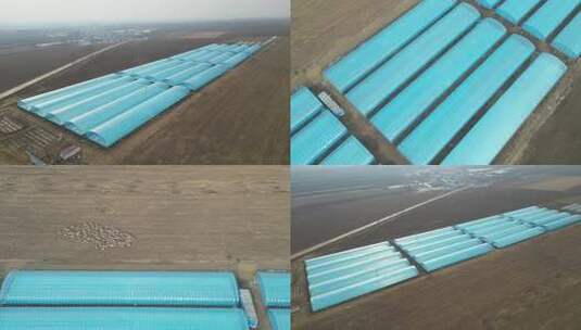 现代化农业大棚高清在线视频素材下载