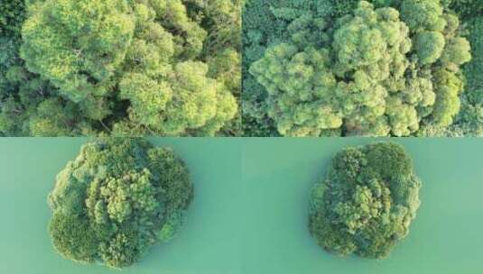 俯拍树林绿色湖面原始森林自然生态小岛植被高清在线视频素材下载