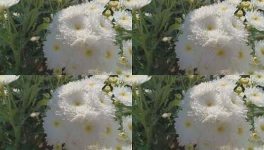 白色菊花高清在线视频素材下载