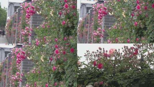 春暖花开蔷薇花墙5高清在线视频素材下载