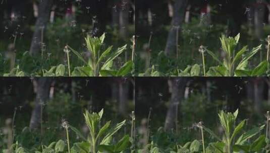 蒲公英种子飘落慢镜头5高清在线视频素材下载