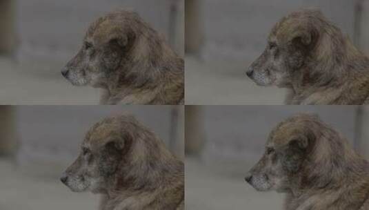 4KHDR狗狗宠物视频高清在线视频素材下载