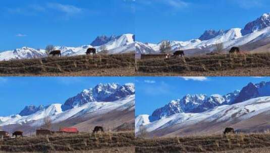 雪山牦牛航拍高清在线视频素材下载