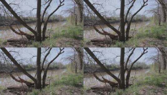 泥泞的河流高清在线视频素材下载