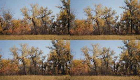 秋天枯黄的树叶高清在线视频素材下载
