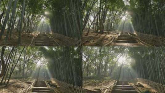 浙江杭州的竹林高清在线视频素材下载