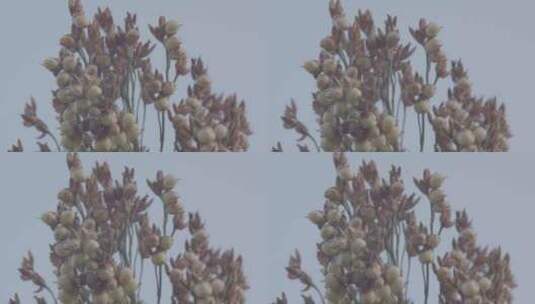 高粱种植高粱穗特写LOG视频素材高清在线视频素材下载
