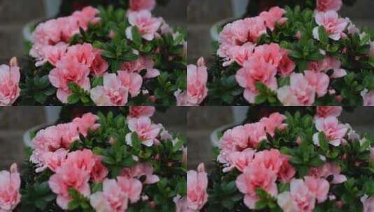娇艳的花朵高清在线视频素材下载