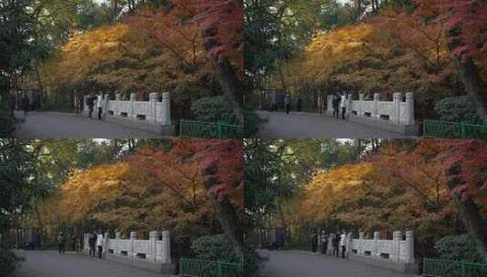 杭州九溪秋天早晨枫树叶下有摄影师拍照高清在线视频素材下载