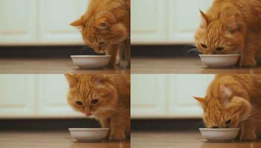 猫咪 宠物猫 吃猫粮画面高清在线视频素材下载