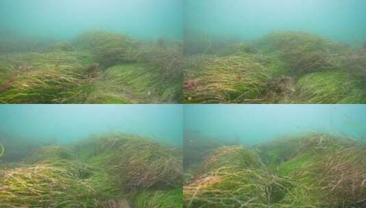 海底海草鱼类海洋生物高清在线视频素材下载