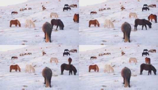 雪野中刨雪觅食的马群高清在线视频素材下载