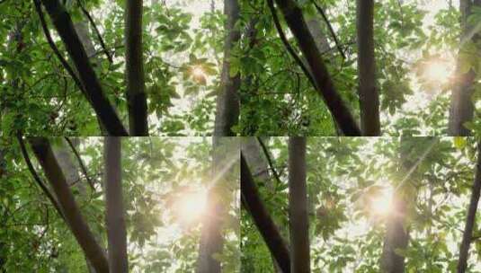 穿过清晨森林的阳光高清在线视频素材下载