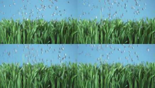 唯美春季雨季小麦苗下雨天高清在线视频素材下载