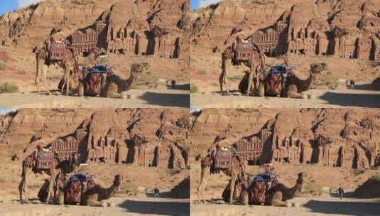 陵墓附近的两只骆驼高清在线视频素材下载