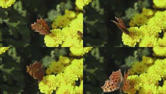 微距落在黄花上的蝴蝶高清在线视频素材下载