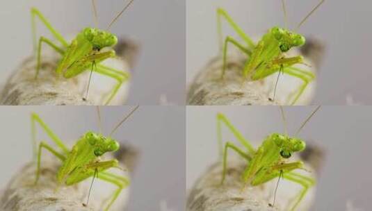 螳螂进食的镜头高清在线视频素材下载