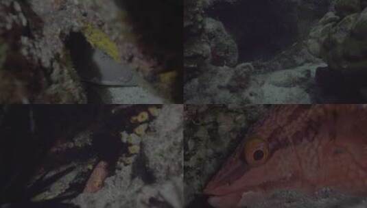 海底鱼类高清在线视频素材下载