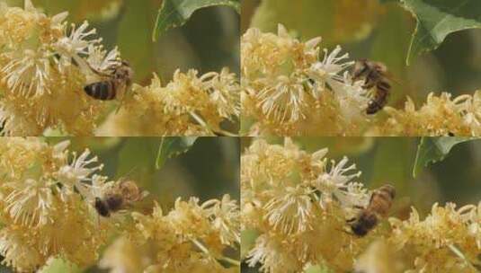 蜜蜂从花朵上收集花粉高清在线视频素材下载