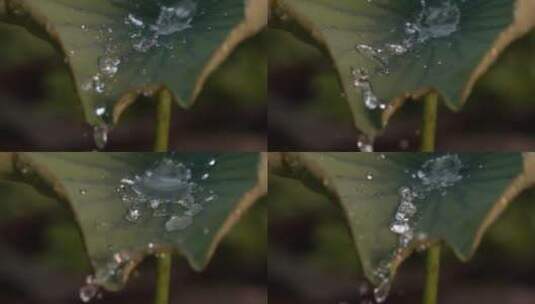 水珠从叶子滴下高清在线视频素材下载