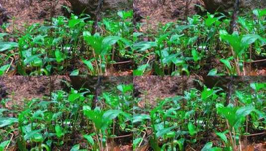 雨天山林小草-自带下雨音频高清在线视频素材下载