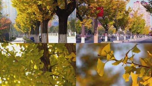 秋天银杏树大道高清在线视频素材下载