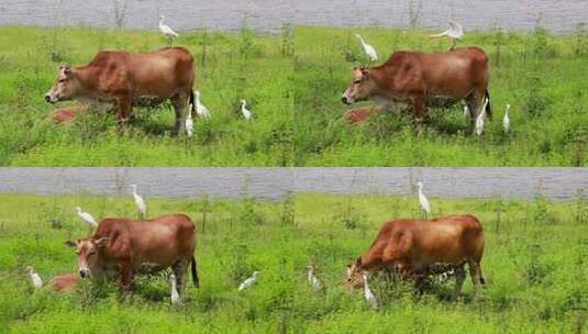 田园牧歌 黄牛背成了白鹭的落脚点高清在线视频素材下载