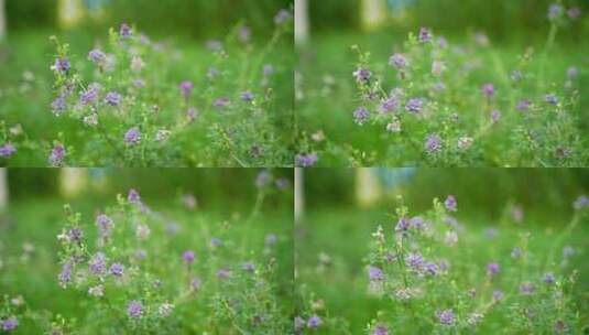 4K植物素材——紫花苜蓿高清在线视频素材下载