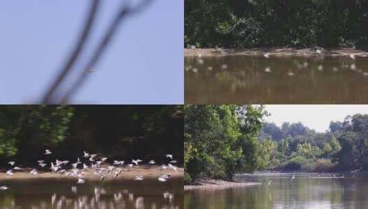 l1红树林沿岸成群水鸟水面滑翔高清在线视频素材下载