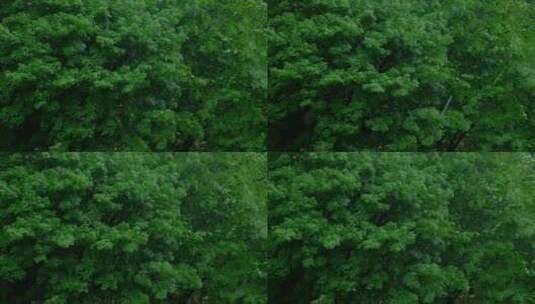 树林下雨大树雨景  风雨交加高清在线视频素材下载