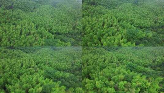 航拍俯瞰大地绿色的森林高清在线视频素材下载
