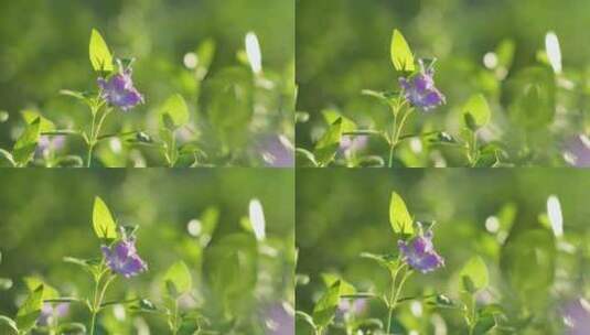 夏日花草花朵高清在线视频素材下载