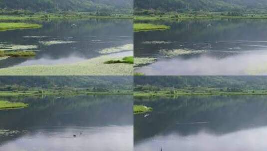 航拍从湖面飞过的白鹭高清在线视频素材下载