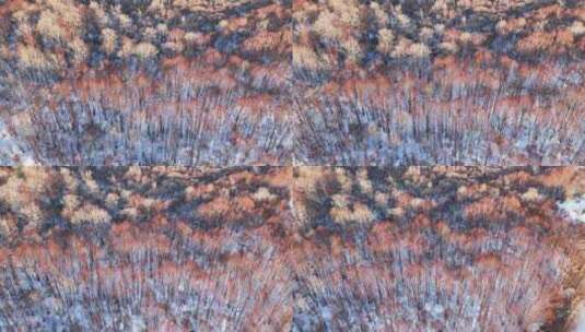 鸟瞰夕阳照耀的雪原红柳林高清在线视频素材下载