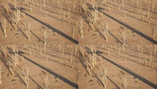 沙漠上一个巨大十字架的阴影，周围散落着干枯的树木、树枝和树叶，3D ani高清在线视频素材下载