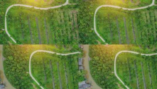 无人机飞过美丽的椰子种植园高清在线视频素材下载